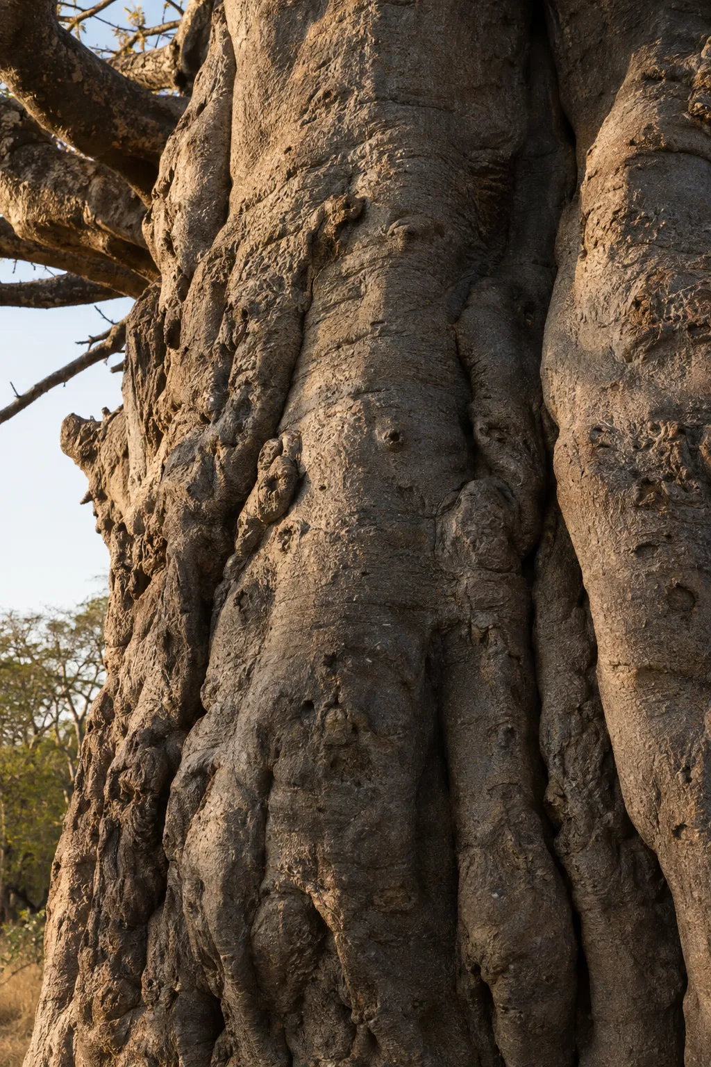 Close-up of the deeply ridged bark of an old baobab trunk